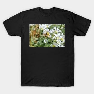 Bee Sitting on White Field Flowers T-Shirt